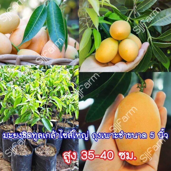 pro-โปรแน่น-1ต้น-ต้นมะยงชิดทูลเกล้า-ให้ผลใหญ่เท่าไข่ไก่กรอบ-ต้นเสียบยอดไซส์ใหญ่สูงประมาณ-35-40-ซม-ผลสีสวย-หวานกรอบ-พร้อมส่ง-ราคาสุดคุ้ม-พรรณ-ไม้-น้ำ-พรรณ-ไม้-ทุก-ชนิด-พรรณ-ไม้-น้ำ-สวยงาม-พรรณ-ไม้-มงคล