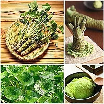 50 เมล็ดพันธุ์ Bonsai วาซาบิ Wasabi Seed มีคู่มือพร้อมปลูก อัตรางอก 80-85%