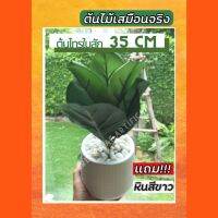 ?สินค้าขายดี? ต้นไทรใบสักปลอม สูง 35 CM ฟรีกระถางมินิมอล 5 นิ้ว ฟรีหินขาว ส่งไว