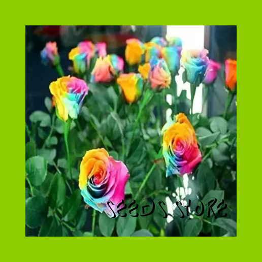 Flower Seeds (5pcs) / Rainbow Rose Flower Plant Seeds Garden Rare Seeds Lazada