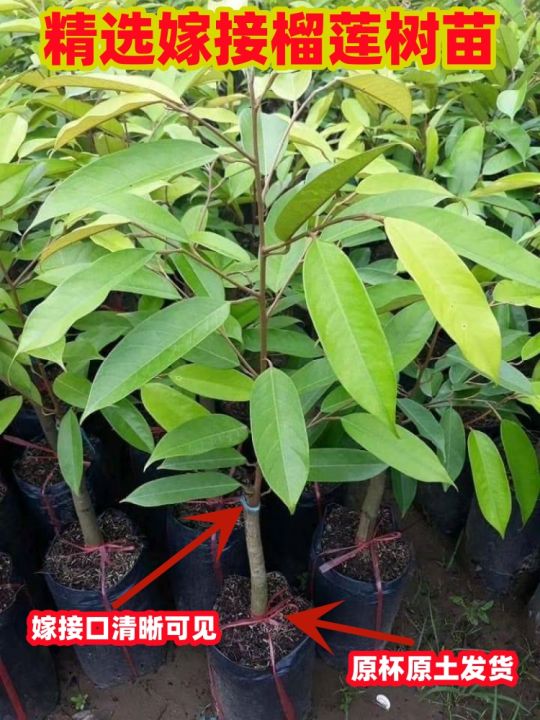 Durian Saplings Grafted Golden Pillow Durian Seedlings In The North And