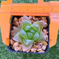 Haworthia cymbiformis  (บัวแก้ว) A020