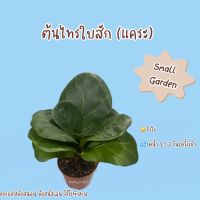 ?สินค้าขายดี? ต้นไทรใบสัก(แคระ) ไม้ฟอกอากาศ ไม้มงคล