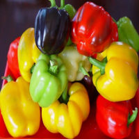 เมล็ดพันธุ์ พริกหวานหลากสี 100เมล็ด อัตราการงอก95% ปลูกง่าย เมล็ดคุณภาพ Colorful Sweet Pepper Seeds Mix Sweet Bell Pepper Seeds Vegetables Paprika(พันธุ์ดอกไม้ ดอกไม้ปลูก เมล็ดพันธุ์ผัก ไม้ประดับ ผักสวนครัว บัวบกโขด เมล็ดดอกไม้สวย)