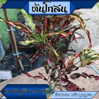 ต้นโกสน (พันธุ์ช้างถวายฎีกา)   โกสน ราชาแห่งไม้ใบ ราคาถูก ต้นสวย สีใบสดสวย