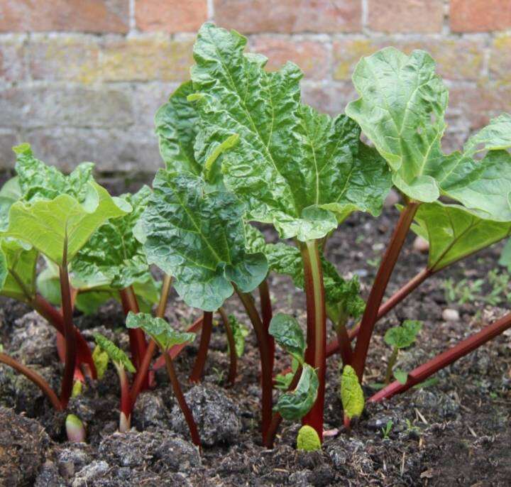 รูบาร์บ-รูบาร์บเบลเยี่ยม-rhubarb-seeds-เมล็ดพันธุ์รูบาร์บแบ่งขาย-5-เมล็ด