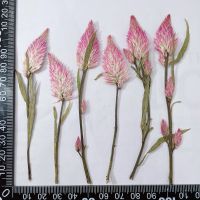 ✲☽✢ 8 12CM/12PCS Real Natural Dried Pressed Celosia Flowers BranchesSmall Dry Flowers For Resin JewelleryWedding InvitationsNails