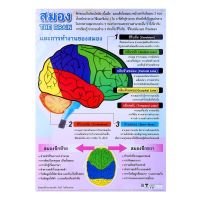 โปสเตอร์พลาสติก สมอง รุ่น EP-160 [ส่งเร็วส่งไว มีเก็บเงินปลายทาง]