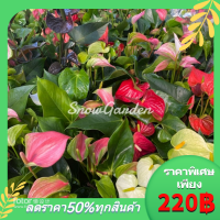 หน้าวัว ☘️   Anthurium ต้นดอกหน้าวัว มีหลายสี กระถาง5นิ้ว  (ส่งติดดอก)