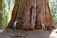 Giant Sequoia Tree ต้นสนยักษ์ ซีคัวญา