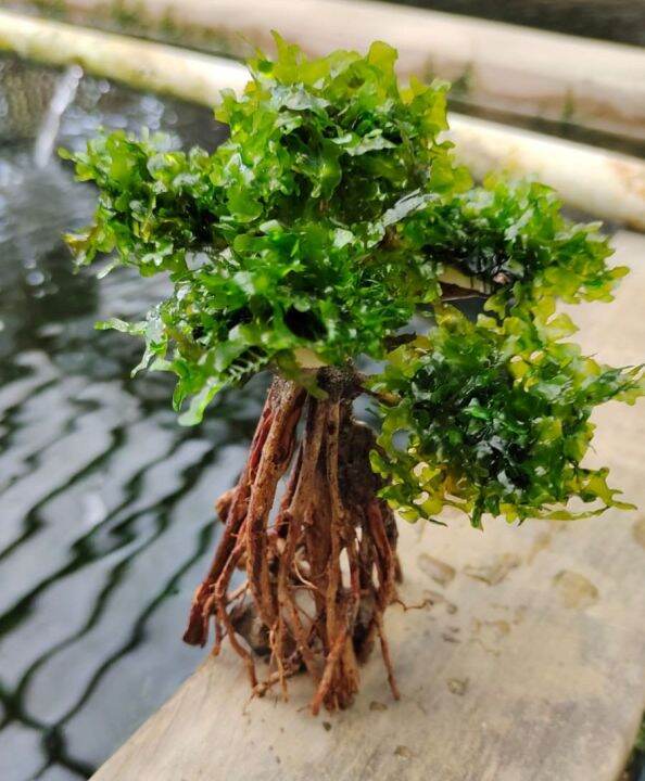 Akar Pohon Bonsai Plus Moss Pelia Aquascape Tanaman Air Lazada Indonesia