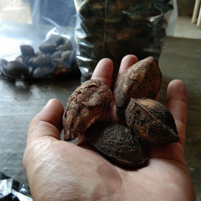 Buah Ketapang Kering Lazada Indonesia