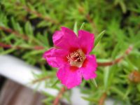 20 เมล็ดพันธุ์ เมล็ด คุณนายตื่นสาย  แพรเซี่ยงไฮ้ Portulaca grandiflora Seed อัตราการงอก 80-85%