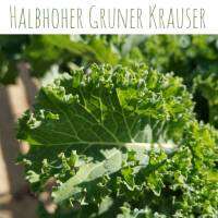 เมล็ด kale  เขียว  (Halbhoher Gruner Krauser ) บรรจุประมาณ 200 เมล็ด