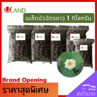 Uland เมล็ดพันธุ์บัวฉัตรขาว 1 กิโลกรัม ฟรี 100 กรัม บัวหลวง เต็มเมล็ด อัตราการงอกสูง เมล็ดพันธุ์บัว บัวฉัตร ดอกบัวฉัตร บัวประดับ บัวไหว้พระ