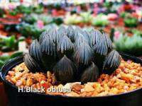 H.Black obtusa รหัส A155