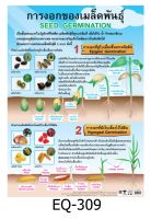 EQ-309 การงอกของเมล็ดพันธุ์ สื่อโปสเตอร์ภาพ กระดาษ หุ้มพลาสติก