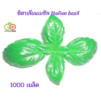 อิตาเลียนเบซิล Italian basil 1000 เมล็ด