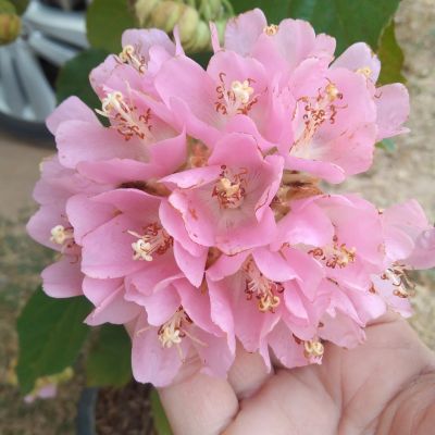 พุดตานญี่ปุ่น (Pink Dombeya, Pink wild pear) ไม้พุ่ม ไม้ประดับ ดอกสีชมพู สวยงาม ขนาดจัดส่งสูงประมาณ20-30cm.