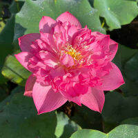 5 เมล็ดพันธุ์ บัว สายพันธุ์ Red Shaoshan Lotus สีชมพู นำเข้าจาก อเมริกา เพาะปลูกและเก็บเมล็ดในไทย ขยายพันธุ์ในไทยได้