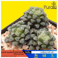 ต้นไม้อวบน้ำ กุหลาบหิน แอนาแคมป์เซอรอส อรัชนอยเดส Anacamseros arachnoides Succulent Anacamseros