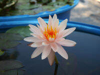 20 เมล็ด บัวสาย (Water lily) บัวอุบลชาติ บัวหลวง ฝรั่ง บัวดอกเล็ก บัวแคระ สายพันธุ์ Star bright สีชมพู เหมาะสำหรับปลูกในโหล Waterlilies Lotus Seeds