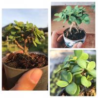 ขายดีอันดับ1 เบี้ยเศรษฐี/ปะการังเขียว [Elephant bush / Portulacaria Afra.]บอนไซจิ๋ว กระถาง 3” คุ้มสุดสุด ต้นไม้ ฟอก อากาศ กระถาง ต้นไม้ ไม้ ประดับ ต้นไม้ ปลูก ใน บ้าน