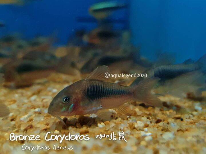 Aquarium PetBronze CoryCatfishBottom FeederIkan Hiasan Lazada