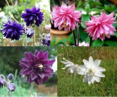 เมล็ดพันธุ์ โคลัมไบน์ aquilegia vulgaris var. stellata columbine barlow 50 เมล็ด เมล็ดพันธุ์นำเข้าจาก อังกฤษ