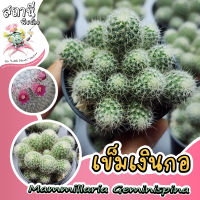 เข็มเงิน เข็มเงินกอใหญ่ Mammillaria Geminispina กระบองเพชร ไม้อวบน้ำ succulent แคคตัส cactus