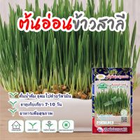 เมล็ดต้นอ่อนข้าวสาลี WHEAT GRASS ตราภูเขาทอง เมล็ดข้าวสาลี หญ้าสัตว์เลี้ยง ต้นอ่อนข้าวสาลี หญ้าแมว หญ้ากระต่าย