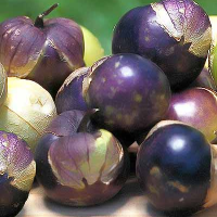 เมล็ดพันธุ์ โทมาทิลโล่ สีม่วง (Purple Tomatillo Seed) คุณภาพดี ราคาถูก ของแท้ 100%