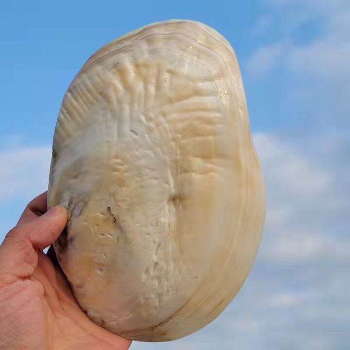 readystock-natural-extra-large-shell-big-sea-conch-marine-pearl-shell-fish-tank-landscape-starfish-specimen-gift-wedding-deck-decoration-yy