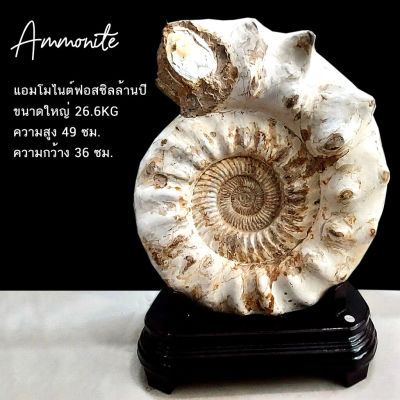 ฟอสซิลแอมโมไนต์ Ammonite ขนาดใหญ่จากมาดากัสการ์ 26.6 กิโลกรัม ดึงดูดพลังงานที่ดี ดึงดูดความเจริญรุ่งเรือง