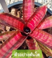 สับปะรดสี Neoregelia Hot Ember ไม้มินิ ขนาดเล็ก (mini) จัดส่งแบบถอดกระถาง ต้นไม้มงคล ต้นไม้ฟอกอากาศ ต้นไม้สวยงาม