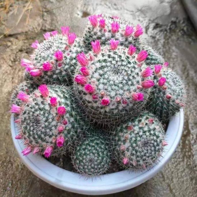 plants-center-พร้อมส่ง-กระบองเพชร-แคคตัส-cactus-mammillaria-hahnian-7-8cm-หรือ-แคคตัสแม่เฒ่า-แมมแม่เฒ่า