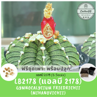 ฟรีชุดเพาะ + LB2178 (5 เมล็ด) Gymnocalycium Friedrichii (mihanovichii)