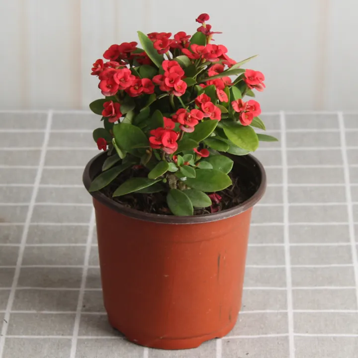 Potted begonia, Rosa roxburghii, indoor and outdoor desktop balcony, small  green plants bloom all the year round and absorb formaldehyde. | Lazada PH