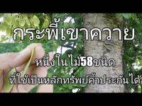 เมล็ดพันธุ์ Garden Seeds 50 เมล็ด. กระพี้เขาควาย Burma Black Wood เก็ดเขาควาย เก็ดแดง กำพี้ เก็ดดำ แดงดง มะขามป่า