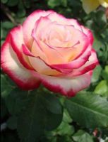 กุหลาบ White Pink Rose Rose Seed 30 เมล็ด เมล็ดพันธุ์ ดอกใหญ่ นำเข้าจากต่างประเทศ พร้อมคู่มือ เมล็ดสด ใหม่