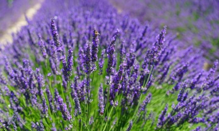 ลาเวนเดอร์-lavender-seed-เมล็ดพันธุ์ลาเวนเดอร์ฮอลแลนด์-บรรจุ-20-เมล็ด-10-บาท