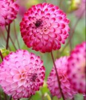 1 หัว/ออเดอร์ รักเร่ Dahlia rhizome สายพันธุ์ Pompon Lunar Light หัวรักเร่ ดอกไม้ หัวหน่อ เหง้า นำเข้า เนเธอร์แลน หัวสดใหม่