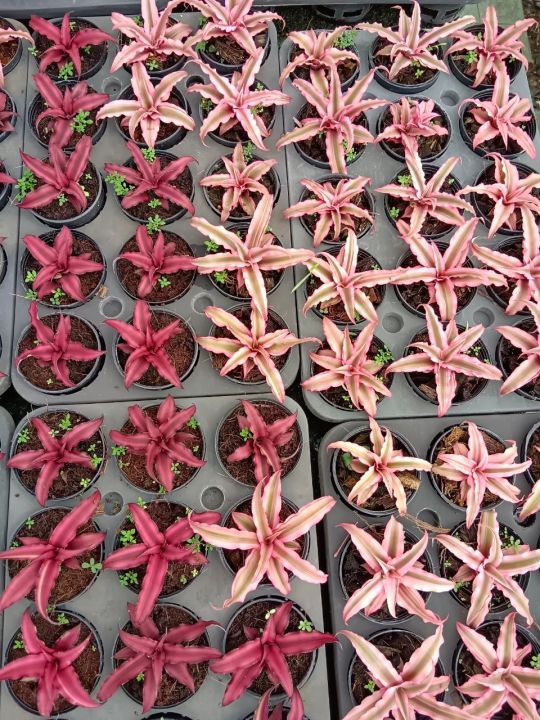 สับปะรดสีแคระ-neoregelia-hybrid-ดาวชมพู-ต้นไม้ฟอกอากาศ-ไม้จัดสวน