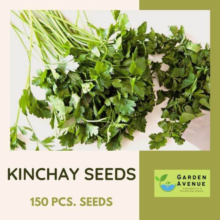 Kinchay Seeds (It's a seed, not a plant!) | Lazada PH