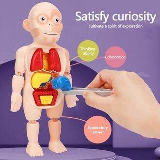 human-body-ของเล่นโมเดลมนุษย์จำลอง-อวัยวะชิ้นส่วนสามารถถอดประกอบได้