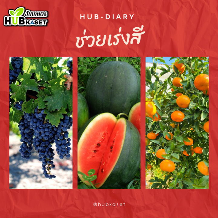 สินค้ายกลัง-แซดคาไรด์-1ลิตร-12ขวด-แมกนีเซียม-ใบเขียวเข้ม-เขียวทนนาน-ทนร้อน-ทนหนาว