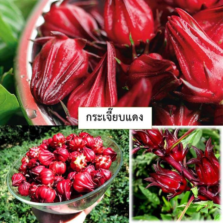 เมล็ดกระเจี๊ยบแดง-20-เมล็ด-ซื้อ10แถม1-คละได้