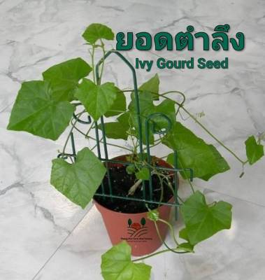 ตำลึง Ivy Gourd Seed เมล็ดพันธุ์ตำลึง  ปลูกง่าย กินยอด ได้ตลอดทั้งปี บรรรจุ 5 เมล็ด