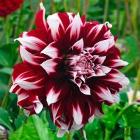 1 หัว /ชุุด เหง้า ต้นรักเร่ Dahlia Bulb สายพันธุ์ X-Factor สีแดง หัวรักเร่ ดอกไม้ ดอกรักเร่ รักแรกพบ เฟิร์สเลิฟ ดอกไม้นำเข้า พร้อมให้ดอก