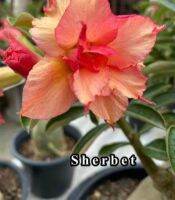 12 เมล็ด เมล็ดพันธุ์ ชวนชม สายพันธุ์ไต้หวัน ดอกสีส้ม โอรส Adenium seed กุหลาบทะเลทราย Desert Rose ราชินีบอนไซ เปอร์เซ็นต์การงอก 80-90%